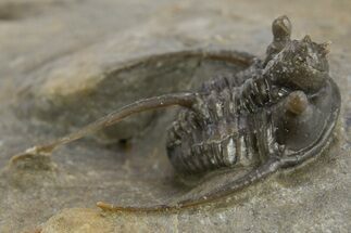 Rare Cyphaspis Eximia With Four Horns #310627
