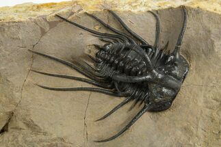 Insane Dicranurus Trilobite - Large, Prone, No Restoration #310631