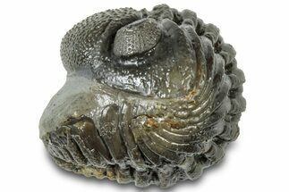 Wide Enrolled Morocops Trilobite - Morocco #310739