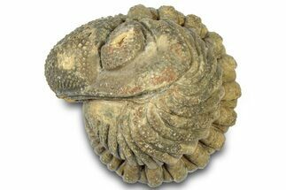 Wide Enrolled Morocops Trilobite - Morocco #310754