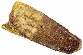 Real Fossil Spinosaurus Tooth - Feeding Worn Tip #310774