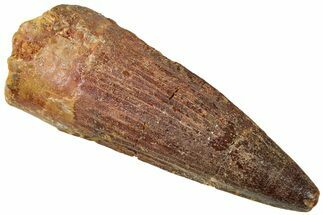 Fossil Spinosaurus Tooth - Real Dinosaur Tooth #310789