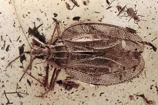 Superb Fossil Lace Bug (Tingidae) In Baltic Amber #310797