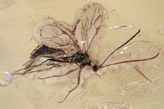 Fossil Ichneumon Wasp (Ichneumonidae) In Baltic Amber - Large #310812