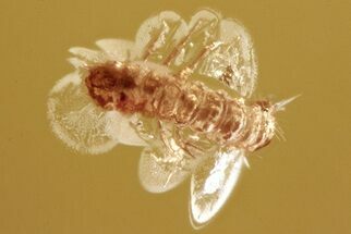 Fossil Spider and Beetle Larva in Baltic Amber #310851