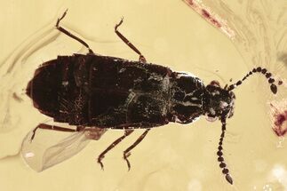Detailed Fossil Rove Beetle (Omaliinae) in Baltic Amber - Rare! #310868
