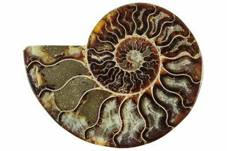 Cut & Polished Ammonite Fossil (Half) - Madagascar #310663