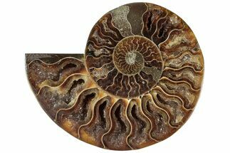 Cut & Polished Ammonite Fossil (Half) - Madagascar #310671