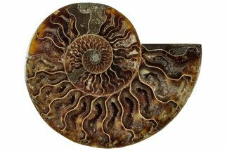 Cut & Polished Ammonite Fossil (Half) - Madagascar #310672