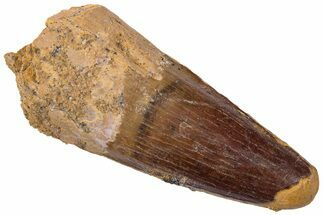 Fossil Spinosaurus Tooth - Real Dinosaur Tooth #310836