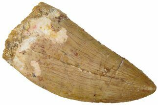 Serrated, Carcharodontosaurus Tooth - Real Dinosaur Tooth #311038