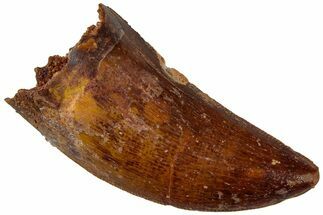 Carcharodontosaurus Tooth - Real Dinosaur Tooth #311050