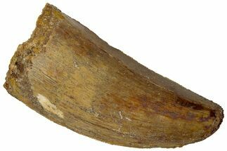 Real Carcharodontosaurus Tooth - Feeding Worn Tip #311055