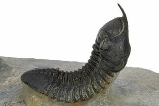 Morocconites Trilobite Fossil With Gerastos - Ofaten, Morocco #310632