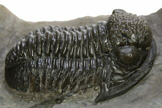 Big, Fat Gerastos Trilobite Fossil - Morocco #311058