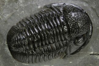 Detailed Gerastos Trilobite Fossil - Morocco #311061