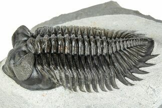 Multi-Toned Coltraneia Trilobite Fossil - Huge Faceted Eyes #311146