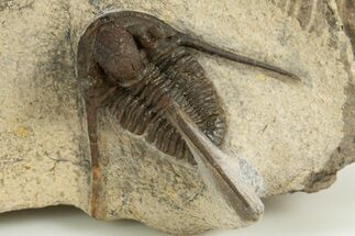 Long-Spined Cyphaspis Trilobite - Foum Zguid, Morocco #311135