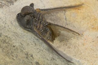 Long-Spined Cyphaspis Trilobite - Foum Zguid, Morocco #311138