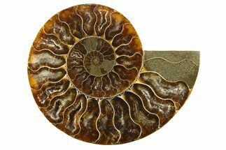 Cut & Polished Ammonite Fossil (Half) - Madagascar #310658