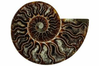 Cut & Polished Ammonite Fossil (Half) - Madagascar #310731