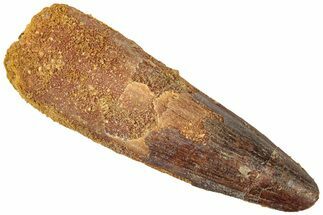 Fossil Spinosaurus Tooth - Real Dinosaur Tooth #310870