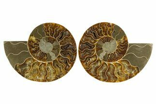 Cut & Polished, Agatized Ammonite Fossil - Madagascar #310718