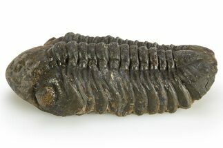 Prone Reedops Trilobite - Most Rock Removed & Orange Eyes #311193