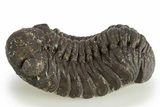 Detailed Austerops Trilobite - Mostly Removed From Rock #311194