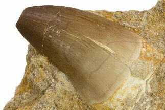 Fossil Mosasaur (Prognathodon) Tooth in Rock - Morocco #311182