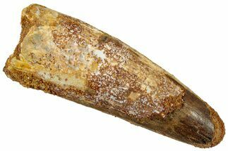 Fossil Spinosaurus Tooth - Real Dinosaur Tooth #311151