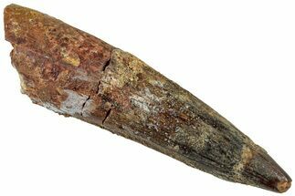 Bargain, Fossil Spinosaurus Tooth - Real Dinosaur Tooth #311154