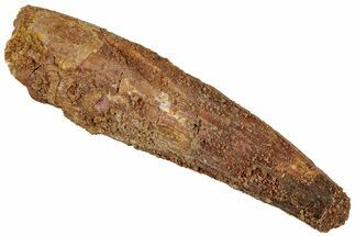 Fossil Spinosaurus Tooth - Real Dinosaur Tooth #311157