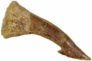 Fossil Sawfish (Onchopristis) Rostral Barb - Morocco #311216