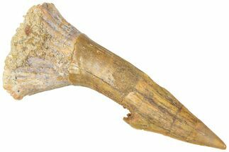 Bargain, Fossil Sawfish (Onchopristis) Rostral Barb - Morocco #311222