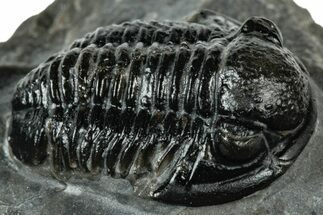 Detailed Gerastos Trilobite Fossil - Morocco #311233