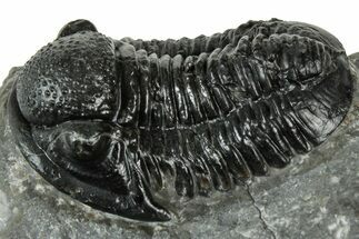 Large Gerastos Trilobite Fossil - Morocco #311242