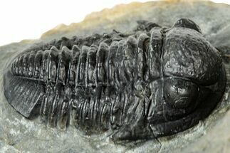 Detailed Gerastos Trilobite Fossil - Morocco #311245