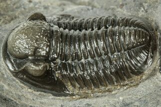 Detailed Gerastos Trilobite Fossil - Morocco #311246