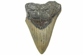 Bargain, Fossil Megalodon Tooth - Serrated Blade #311261