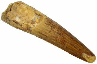 Fossil Spinosaurus Tooth - Real Dinosaur Tooth #311270