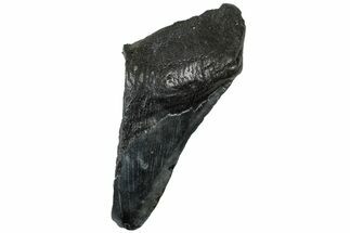 Partial Fossil Megalodon Tooth - South Carolina #307690