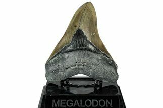 Serrated, Fossil Megalodon Tooth - North Carolina #311091