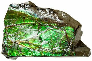 Iridescent Ammolite (Fossil Ammonite Shell) - Alberta #311399