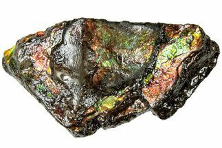 Iridescent Ammolite (Fossil Ammonite Shell) - Alberta #311430