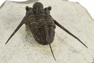 Long-Spined Cyphaspis Trilobite - Foum Zguid, Morocco #311671