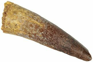 Fossil Spinosaurus Tooth - Real Dinosaur Tooth #311761