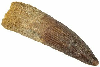 Fossil Spinosaurus Tooth - Real Dinosaur Tooth #311764