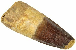 Fossil Spinosaurus Tooth - Feeding Worn Tip #311769