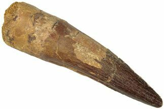 Fossil Spinosaurus Tooth - Real Dinosaur Tooth #311780